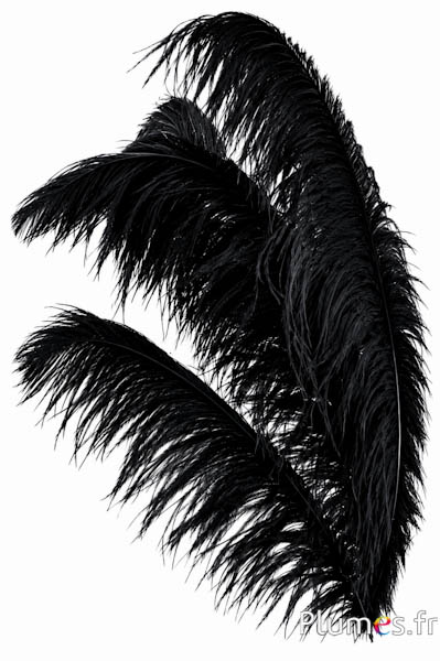 Struzzo premium - 50-60 cm - nero